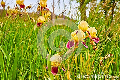 Field of green and yellow Orchardgrass with purple and yellow blooming Bearded Iris flowers Stock Photo