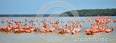 Flamingos in Celestun Stock Photo