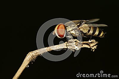 Image of a flies Diptera on black background. Insect Stock Photo