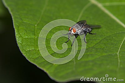Image of a flies Diptera on green leaves. Insect Stock Photo