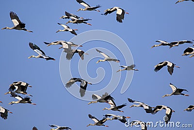 Image of flock of asian openbill storkAnastomus oscitans flyin Stock Photo