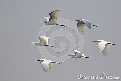 Image of flock egret flying in the sky. Heron. Stock Photo