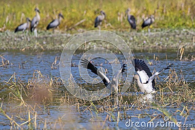 Image of flocks asian openbill stork. Wild Animals. Stock Photo