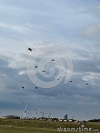 Flocks of gulls at Southsea, Portsmouth Stock Photo