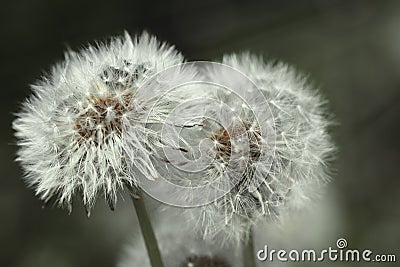 Image of flora and fauna in macro Stock Photo