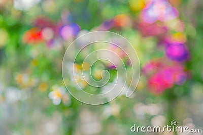 An image of a flower intended to be out of focus Stock Photo