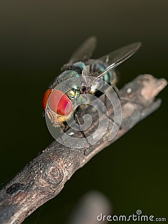 Image of a fly Diptera on dry branches. Insect. Stock Photo