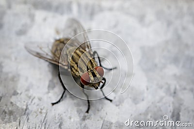 Image of a fly Diptera on zinc metal. Insect Animal Stock Photo