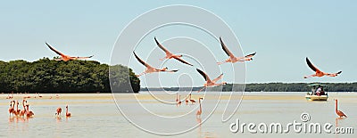 Flamingos in Celestun Stock Photo