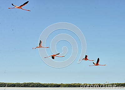 Flamingos in Celestun Stock Photo