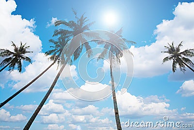 An image of four nice palm trees in the blue sunny sky Stock Photo