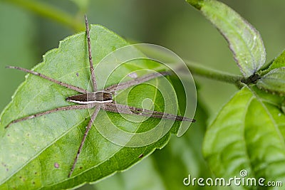 Image of Four-spotted Nursery Web Spider. Stock Photo