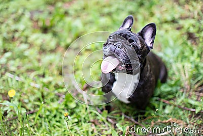 Image of the French bulldog, Stock Photo