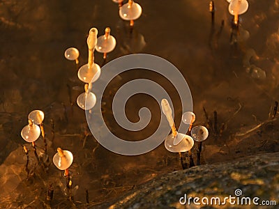 Image of frozen reeds. blurred outlines of moving water. suitable for background Stock Photo