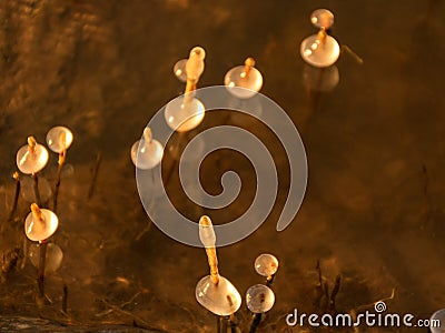 Image of frozen reeds. blurred outlines of moving water. suitable for background Stock Photo