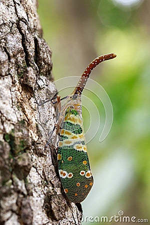 Image of fulgorid bug or lanternfly Pyrops oculata Stock Photo