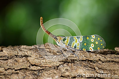 Image of fulgorid bug or lanternfly Pyrops oculata Stock Photo