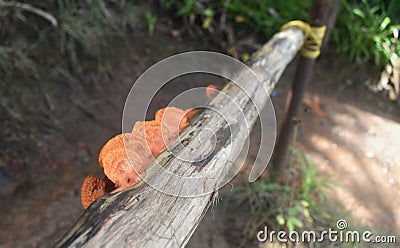 A Image of Ganoderma Lucidum type of mushroom also called as bracket fungus Stock Photo