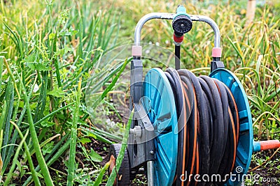 An image of a garden hose. Hose for irrigation Stock Photo