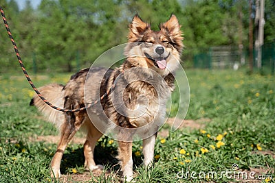 Image of ginger dog on walk on lawn with dandelions in park Stock Photo