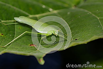 Image of a grasshoppers on green leaves. Insect Animal Stock Photo