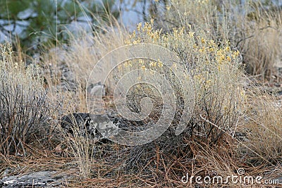 Grasslands, Rabbit Brush Stock Photo