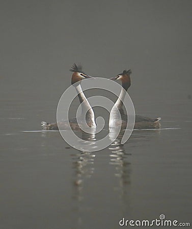 Great crested grebes in the fog Stock Photo