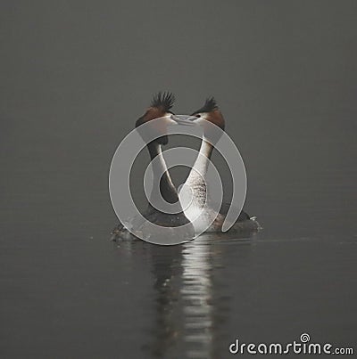 Great crested grebes on a foggy lake Stock Photo