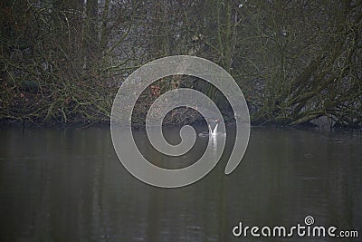Great crested grebes on a lake Stock Photo