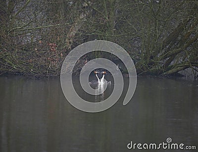 Great crested grebes on a lake Stock Photo