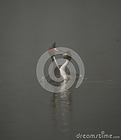 Great crested grebes on a foggy lake Stock Photo