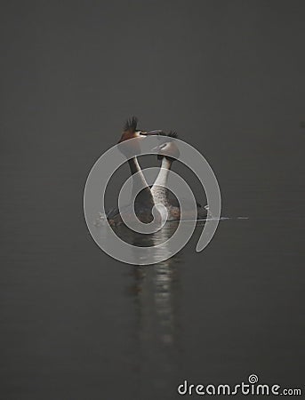 Great crested grebes on a foggy lake Stock Photo