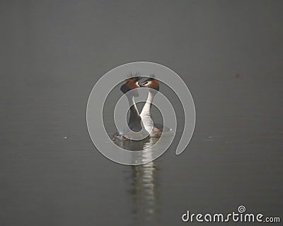 Great crested grebes on a lake Stock Photo