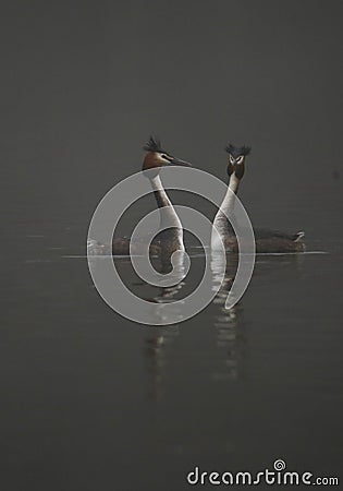 Great crested grebes on a lake in fog Stock Photo
