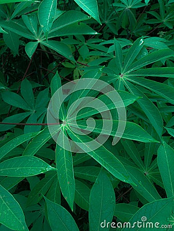 Image of green cassava leaves in the morning Stock Photo