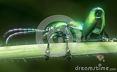 The green frog-legged leaf beetle on the leaves. Stock Photo