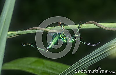 The green frog-legged leaf beetle on the leaves. Stock Photo