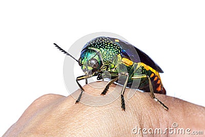 Image of green-legged metallic beetle Sternocera aequisignata or Jewel beetle or Metallic wood-boring beetle on the back of the Stock Photo