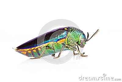 Image of green-legged metallic beetle Sternocera aequisignata or Jewel beetle or Metallic wood-boring beetle on white background Stock Photo