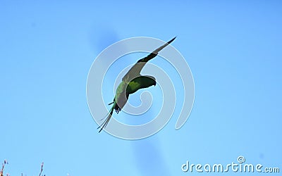 Green parakeet in flight Stock Photo