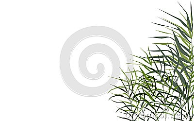 Image of a green reed or bulrush on a white background.Isolated vector drawing. Vector Illustration