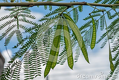 Image of green seeds of acacia farnesiana tree growing in nature environment for food on sky background. Stock Photo