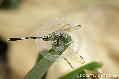 Image of green skimmer dragonflyOrthetrum sabina Stock Photo