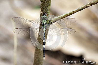 Image of green skimmer dragonflyOrthetrum sabina on tree. Stock Photo