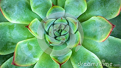 Close-up of A Green Succulent Plant Stock Photo