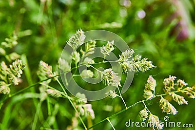 Green summer grass commonly Cat Grass or Orchardgrass and Latin Dactylis Glomerata Stock Photo