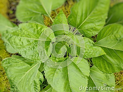 image of green sunflower leaves stock photo Stock Photo