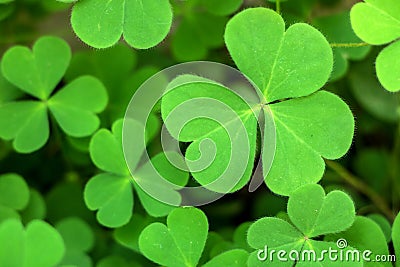 Close-up of Green Shamrock Leaves Stock Photo
