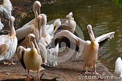 This is an image group of beautiful rosy pelican bird. Stock Photo