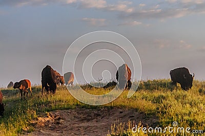 Bisons at Dawn Stock Photo